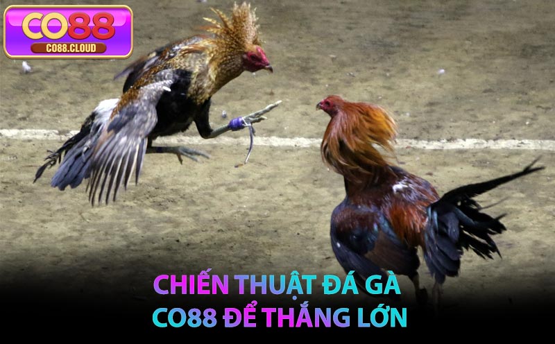 Chiến thuật Đá Gà CO88 để thắng lớn