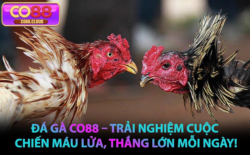 Đá Gà CO88 – Trải Nghiệm Cuộc Chiến Máu Lửa, Thắng Lớn Mỗi Ngày!