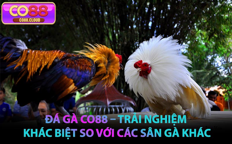 Đá Gà CO88 – Trải nghiệm khác biệt so với các sân gà khác