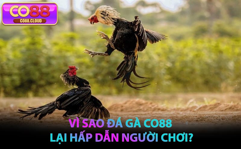 Vì sao Đá Gà CO88 lại hấp dẫn người chơi?